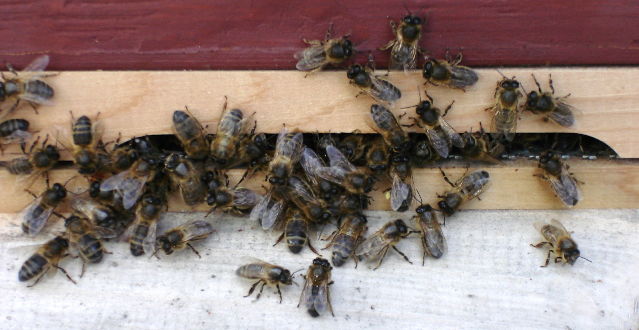 Bees at the hive entrance